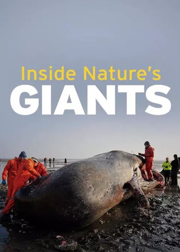 裸体面条(真人版)